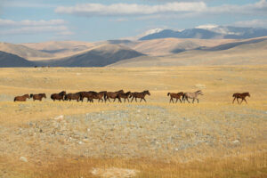 Band of wild Mongolian horses at the foot of Dungurukh Uul mountain, near the border with China and Kazakhstan, Bayan-Olgiy Aymag, Mongolia. By Kristel Richard, Alamy Stock Photo.